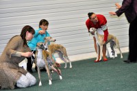 /album/cacib-trencin-29-1-2012/lord-o-cacib-jpg/